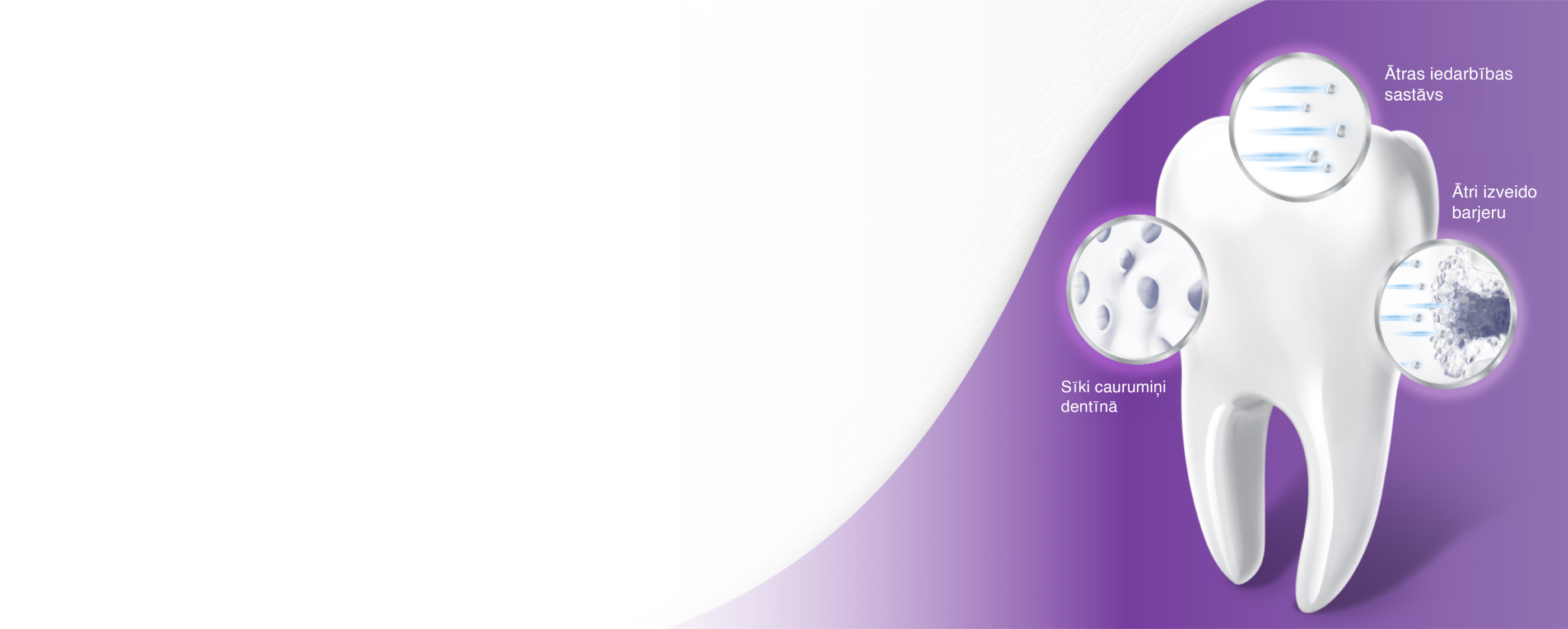 Tooth on violet background
